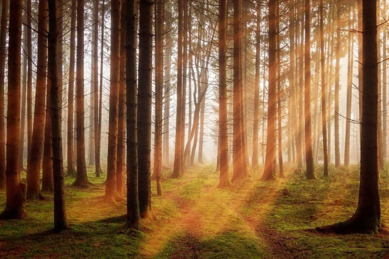 Fotografía de un bosque con la luz del sol entrando entre los árboles. / Fuente: Pixabay/Joe.