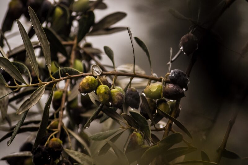 Rama de olivo lluvia-Pixabay