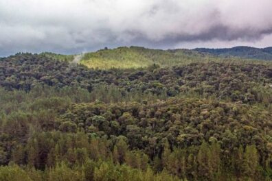 Proyecto de reforestación El Guásimo, Colombia